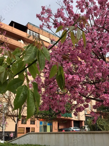 cherry blossom tree