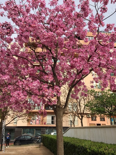 cherry blossom