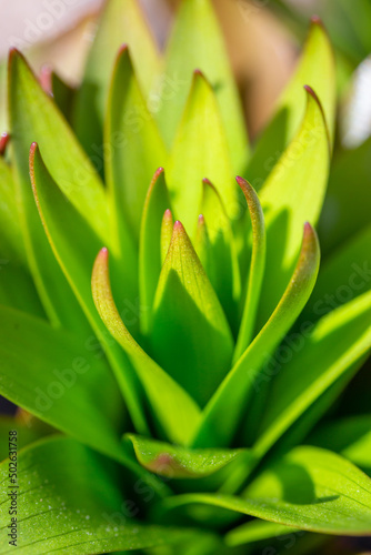 Green leaves of a flower plant on a bright sunny day macro photography. Juicy green foliage on an April spring day.