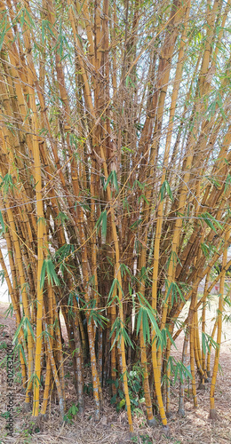 Thick yellow bamboo trees with green leaves growing together in indian forest soil surrounded with fallen dry leaves on ground. Asian bamboo beautiful vertical closeup wide angle side view.