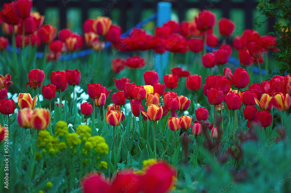 Naklejka premium Rabata czerwone tulipany na zielonym tle