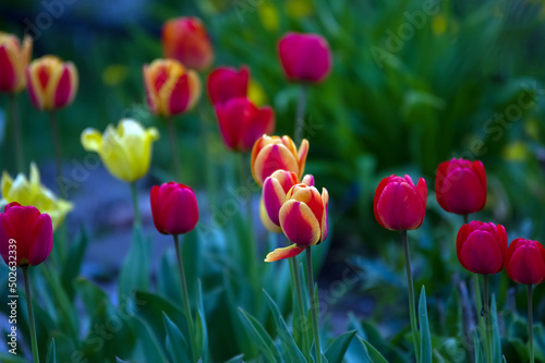 Rabata czerwone tulipany na zielonym tle	
