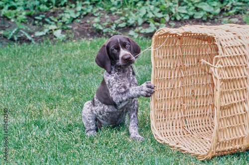 German Short Haired Pointer puppy outside in grass chewing on large wicker basket photo