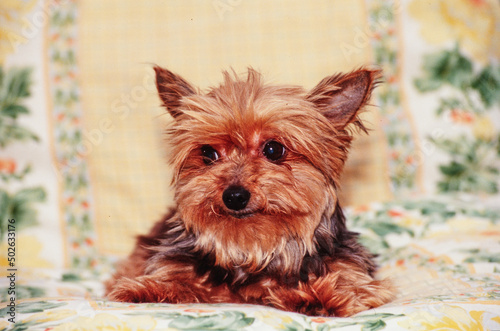 Yorkie on cushion