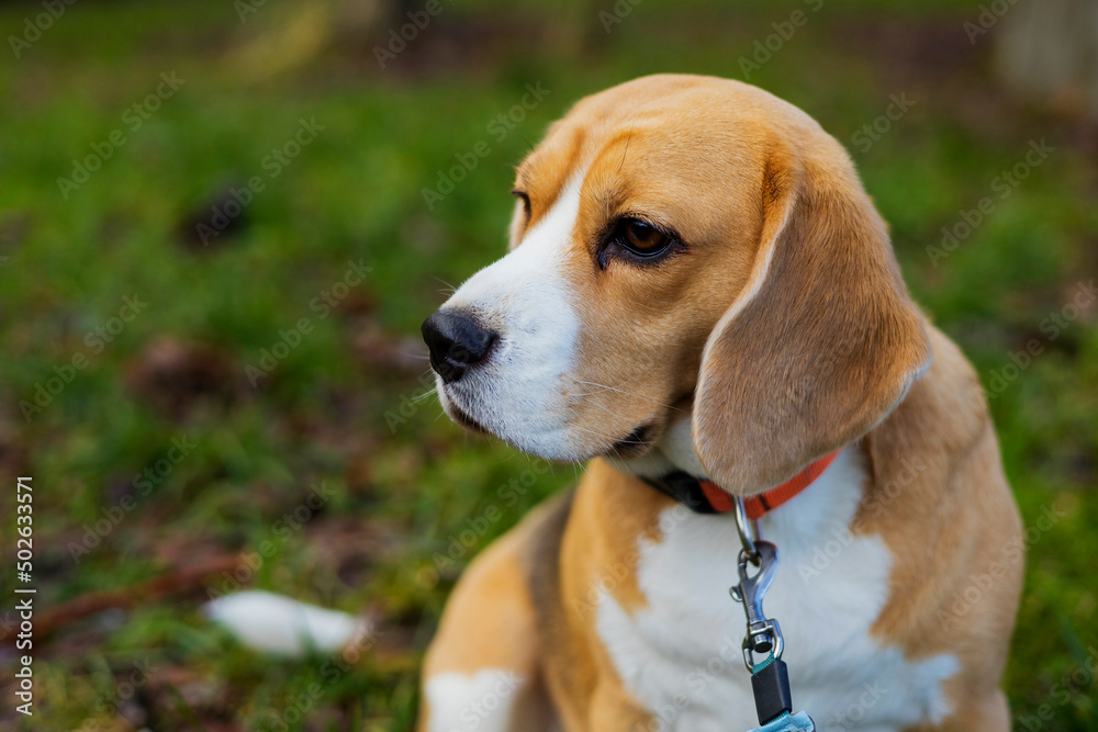 A Beagle dog looks thoughtfully into the distance.