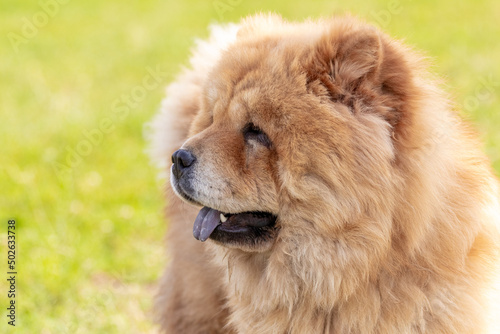 Chow chow dog, close-up portrait of a dog in profile in sunny weather © Volodymyr