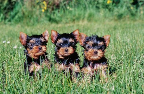 Yorkie puppies in grass photo