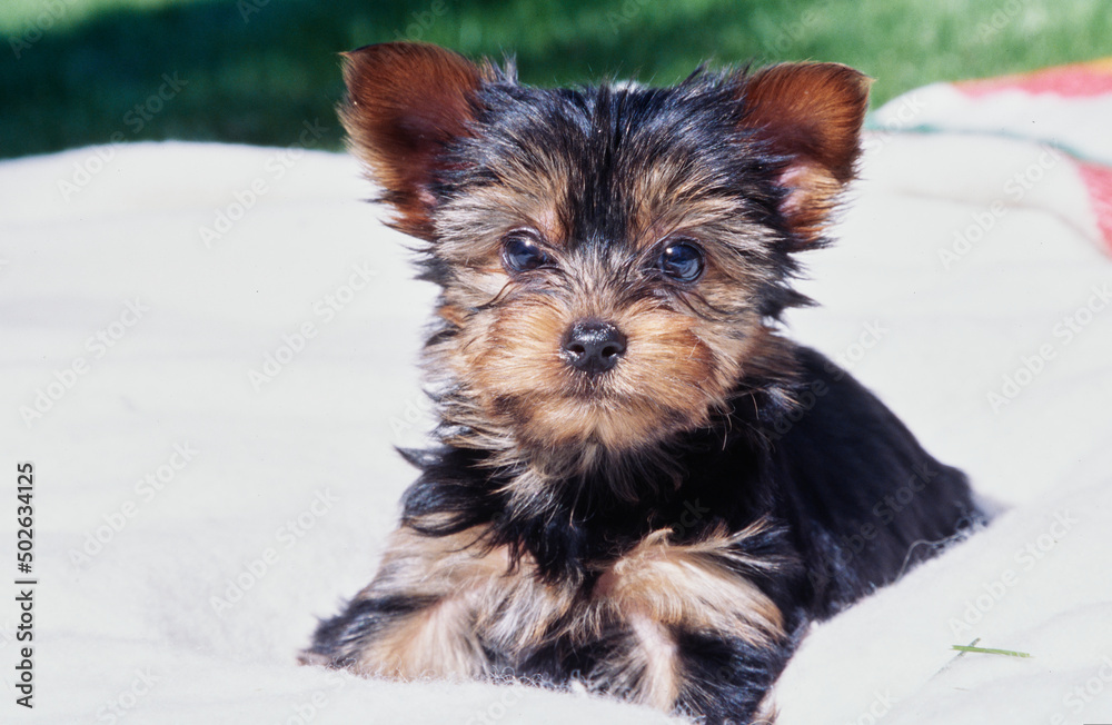 Yorkie on blanket