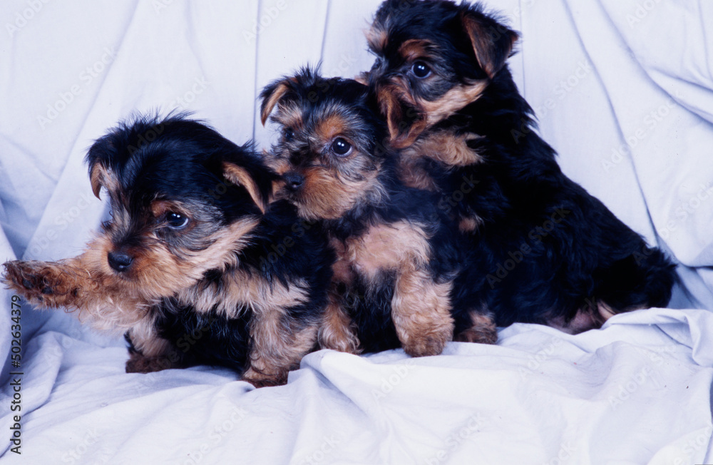 Yorkie puppies on white background Yorkie puppies on white background