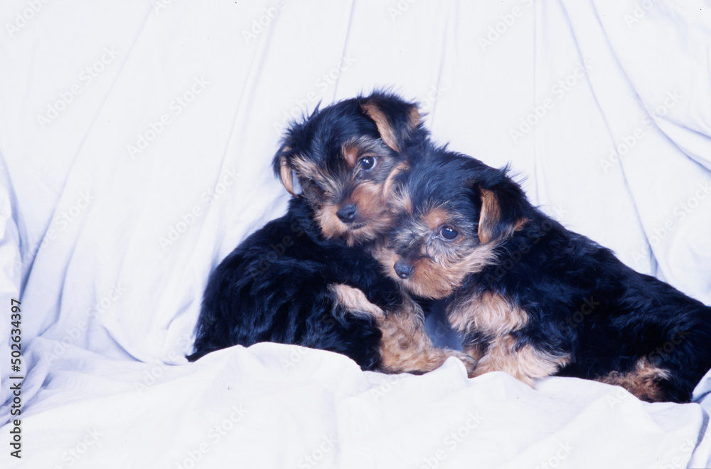 Yorkie puppies on white background Yorkie puppies on white background