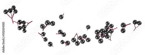 Fresh fruit of black elderberries isolated on a white background, top view. European black elderberry, Sambucus. photo