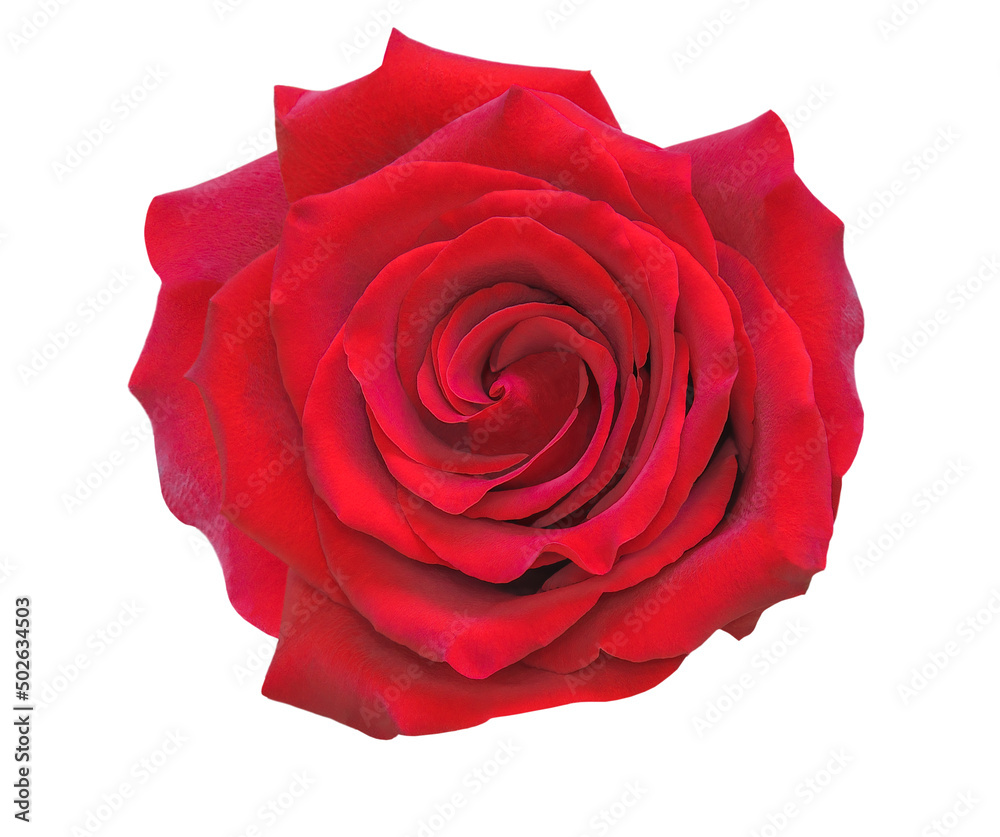 Red isolated rose Red isolated rose