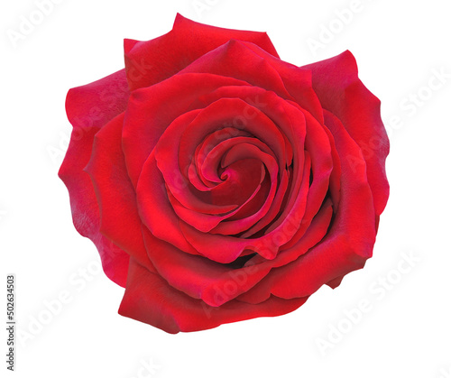 Fototapeta Naklejka Na Ścianę i Meble -  Red isolated rose