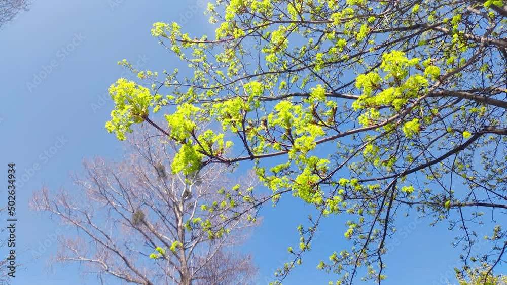Tree branches of Acer platanoides flowers in the spring time. Tree branches of Acer platanoides flowers in the spring time.