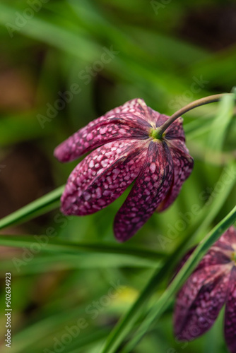 snake s head Fritillaria meleagris blooming in early spring.