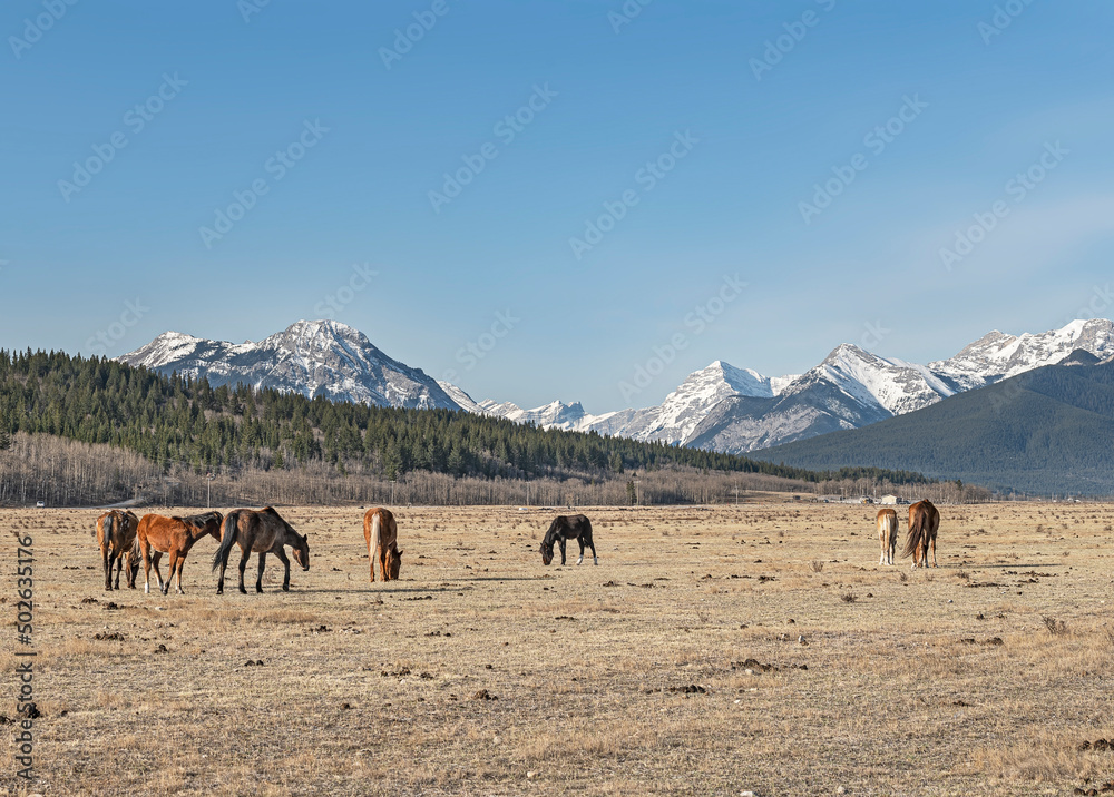 Horses graze in a pasture in the Rocky Mountain foothills located on the Stoney Indian Reserve, Alberta, Canada