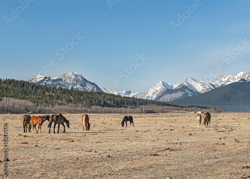 Obraz na plátně Horses graze in a pasture in the Rocky Mountain foothills located on the Stoney