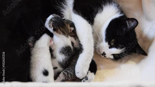 Three day old kittens drink milk from the mother cat
