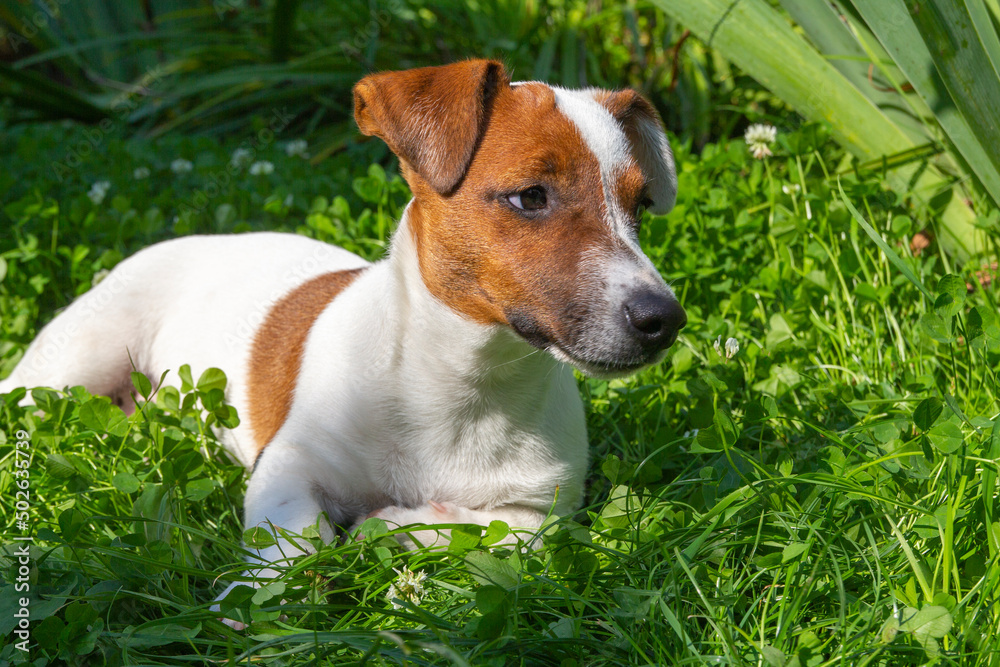 Happy active dog in fresh spring grass on sunny day. Jack Russell terrier and spring.