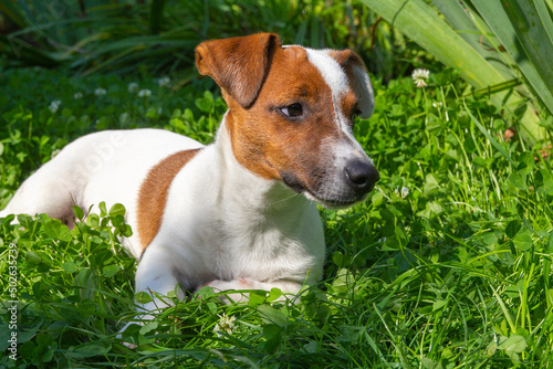 Happy active dog in fresh spring grass on sunny day. Jack Russell terrier and spring.