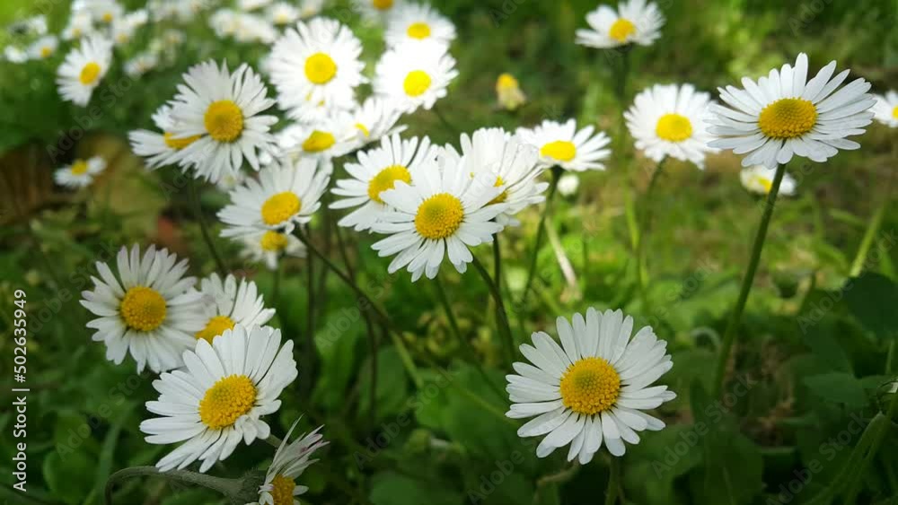 Image of a flowering plant with green leaves blooming in spring Image of a flowering plant with green leaves blooming in spring