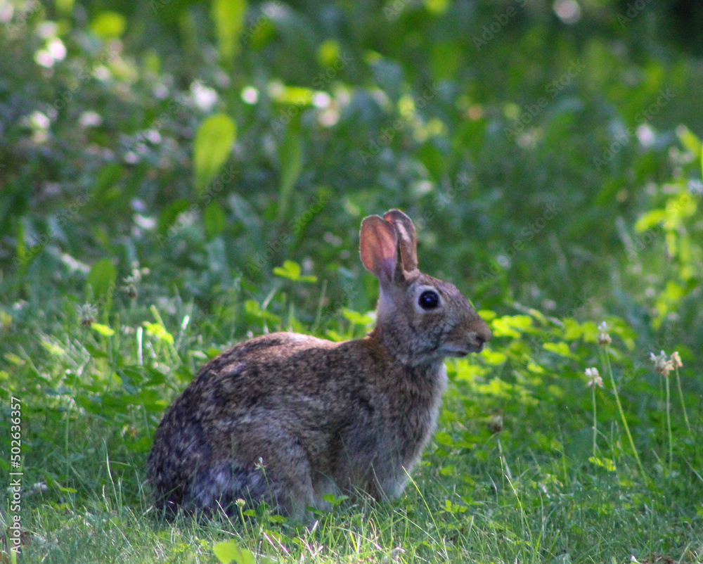 rabbit in the grass rabbit in the grass