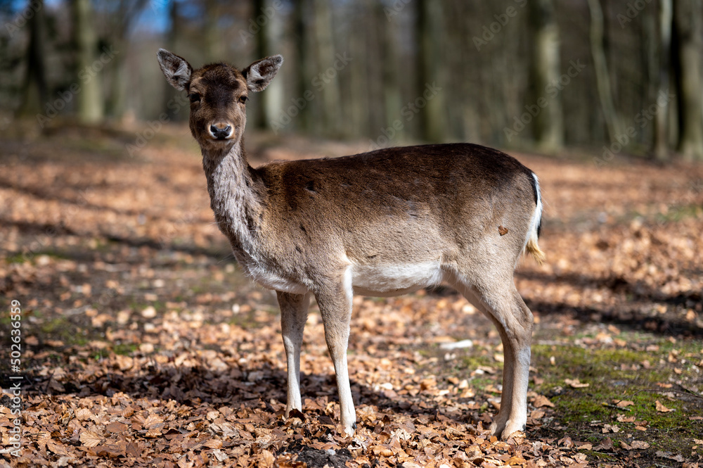 deer in the woods deer in the woods