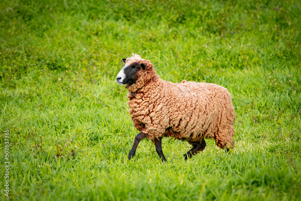 Brown and white sheep, on green pasture, outdoors in nature, farm animal. Brown and white sheep, on green pasture, outdoors in nature, farm animal.