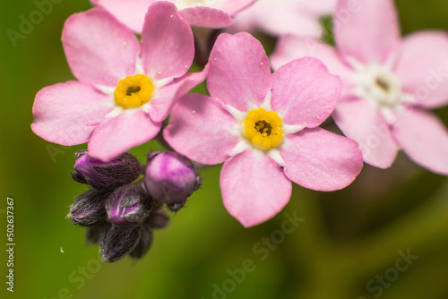 close up macro of pink forget-me-not flowers