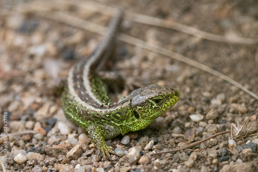 The sand lizard , Lacerta agilis The sand lizard , Lacerta agilis