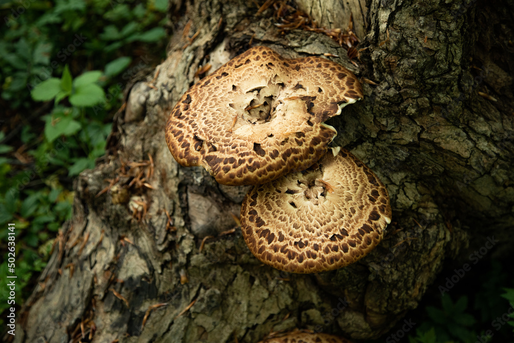 mushrooms or fungus on a tree in forest mushrooms or fungus on a tree in forest