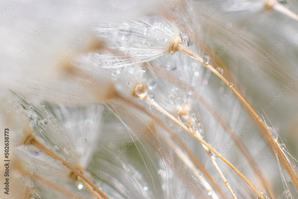 close up macro of a dandelion seeds with water droplets on them close up macro of a dandelion seeds with water droplets on them