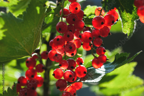 Red currant ripening in shady summer garden