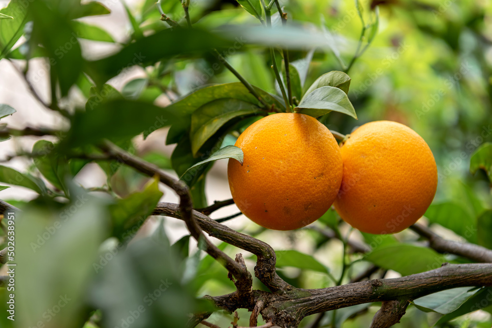 Orchard. Orange tree with ripe fruits Orchard. Orange tree with ripe fruits