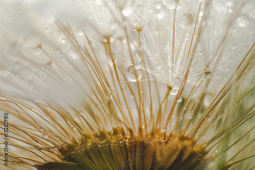 close up macro of a dandelion seeds with water droplets on them