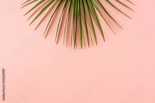 Green palm leaf on pastel pink background. Minimal summer or spring concept. Pink aesthetic. Flat lay  copy space.