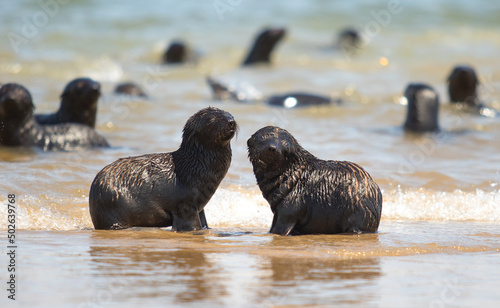 fur seal cubs