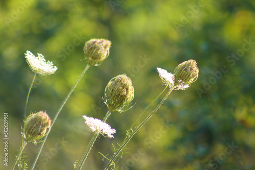 Closeup of wild carrot buds with selective focus on foreground Fototapet