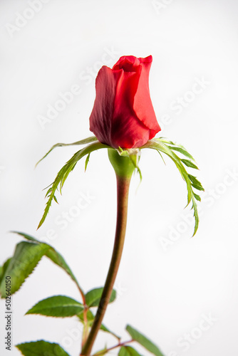 Red flower on a white background. Selective focus.
