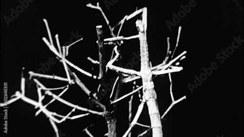 Shots of Stick Insects  photo