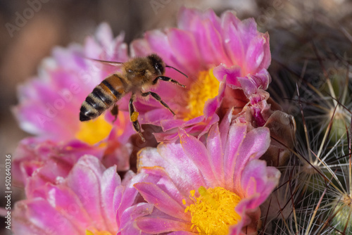 bee pollinating a blooming barrel cactus spring flower
