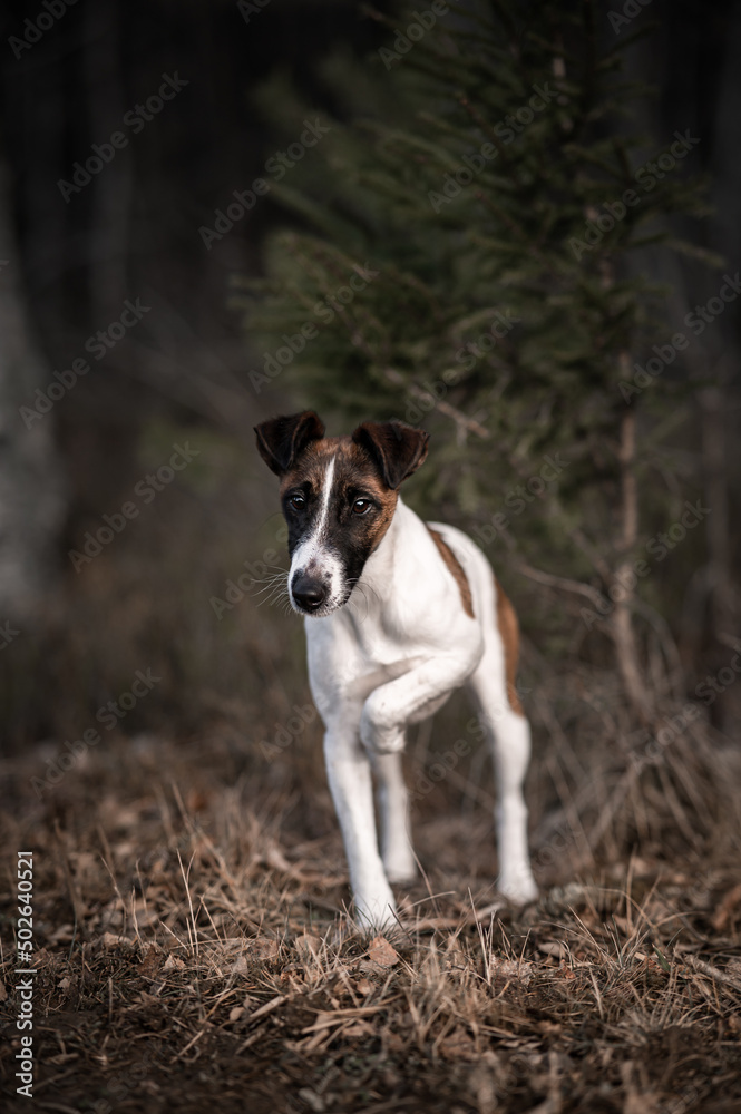 fox terrier out in the wild