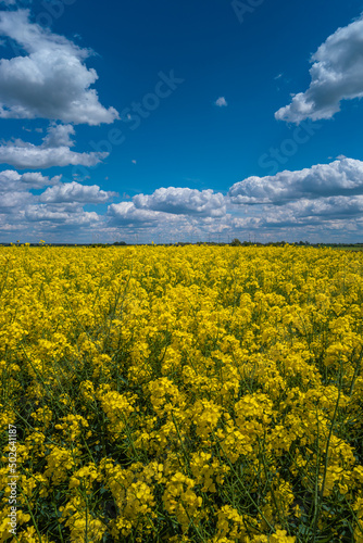Fototapeta Naklejka Na Ścianę i Meble -  Cover page with beautiful farm landscape with rapeseed at blossom field as biofuel, wind turbines to produce green energy in Germany, Spring, blue sky, sunny day. Concept of green energy production.