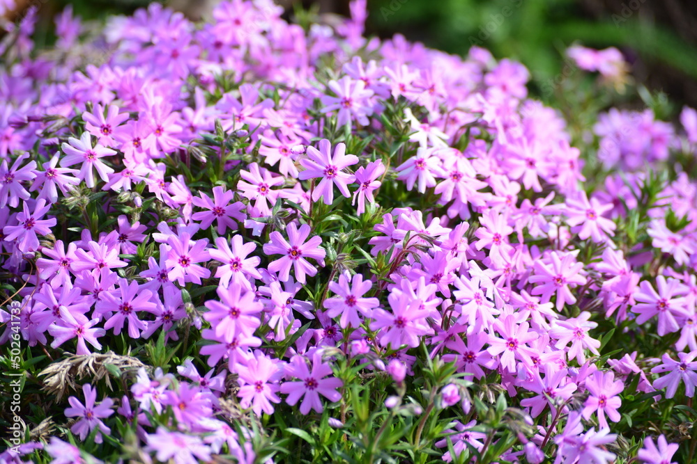 Spring Theme Blooming Purple Flowers Spring Theme Blooming Purple Flowers