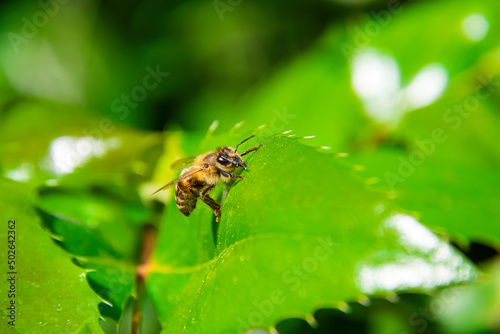 Bee on a green leaf of a rose, close up, macro. © GraffiTimi