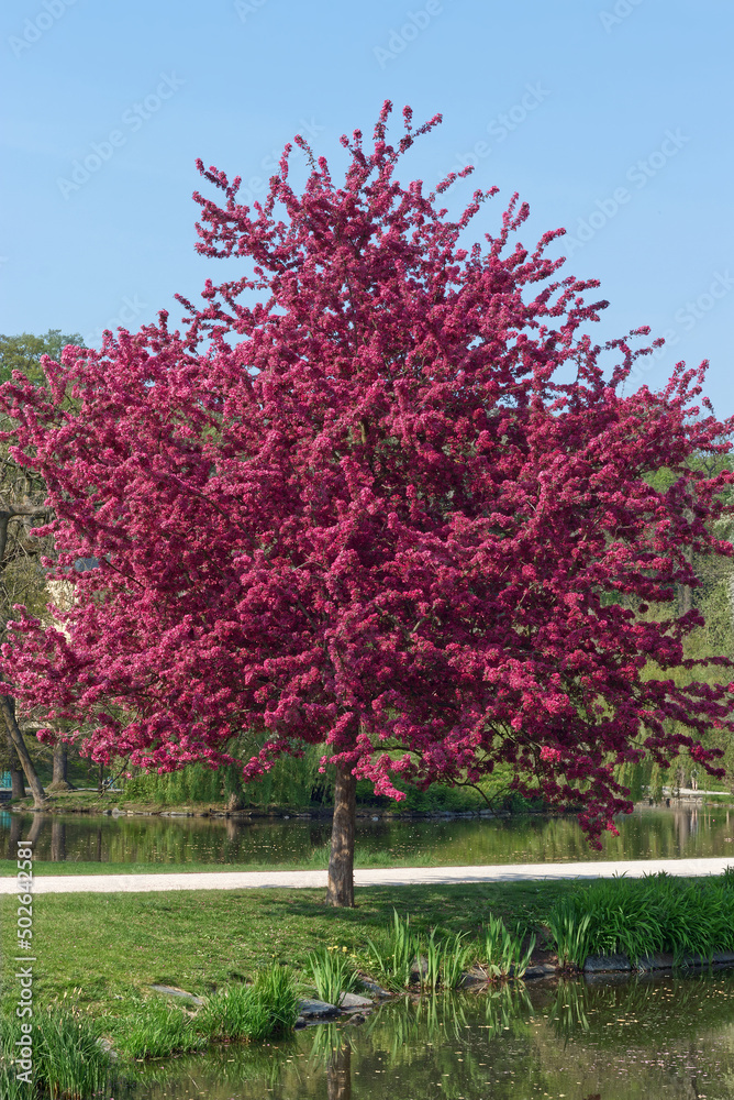 Naklejka premium Japanese flowering crabapple tree enveloped flowers growing on the shore of the pond in Royal Game Reserve in Prague. Portrait orientation, no people.