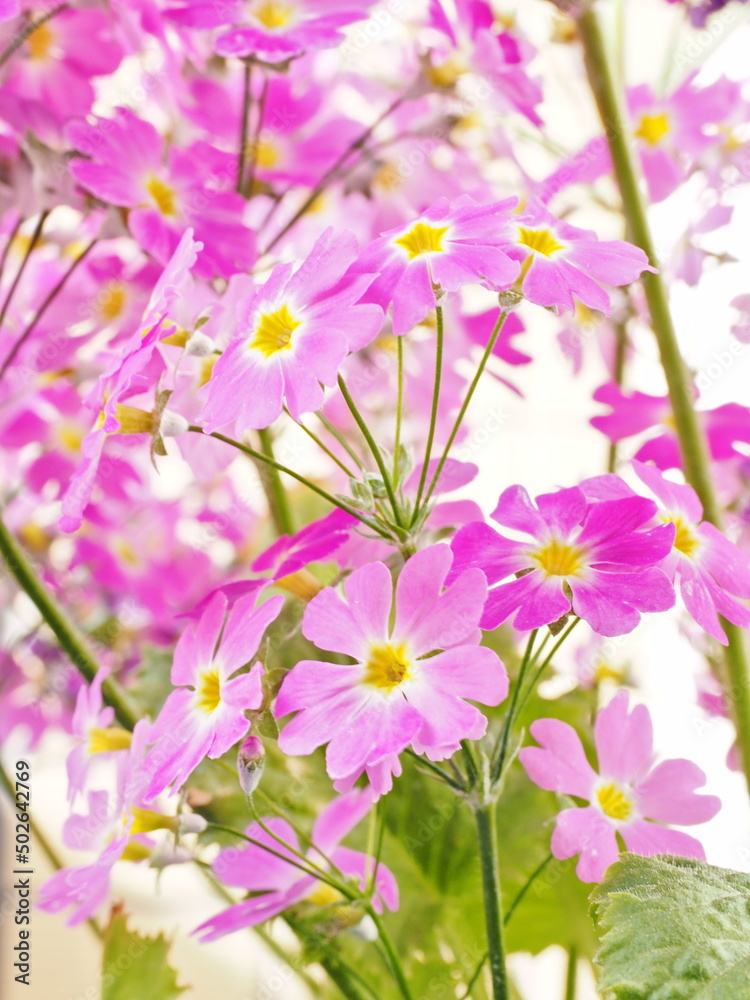 Fototapeta premium 花のある風景 サクラソウ