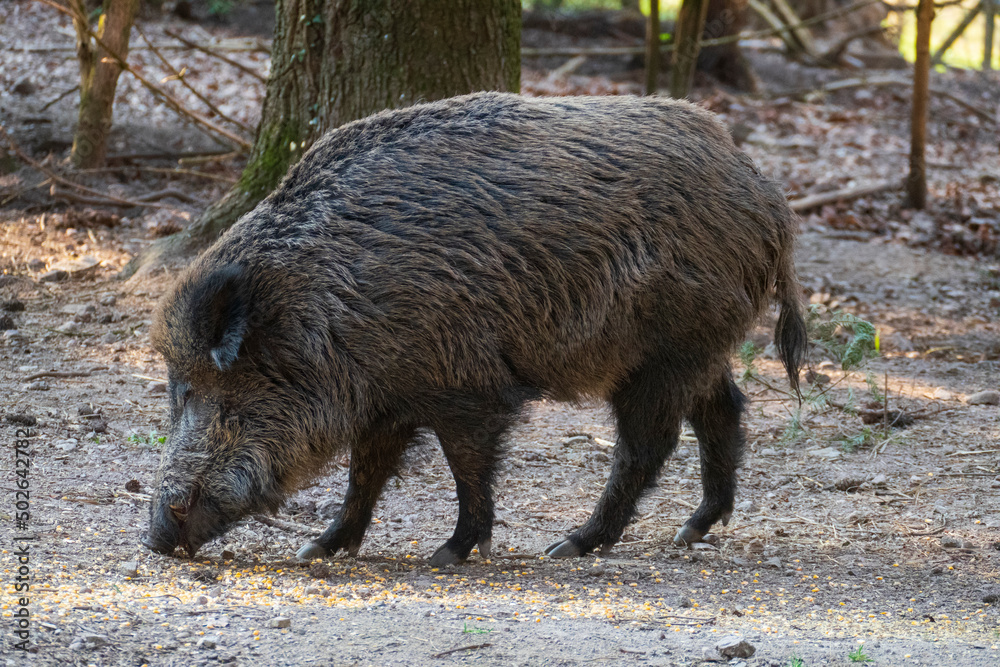 Wildschwein sucht auf dem Waldboden nach Fressen Wildschwein sucht auf dem Waldboden nach Fressen