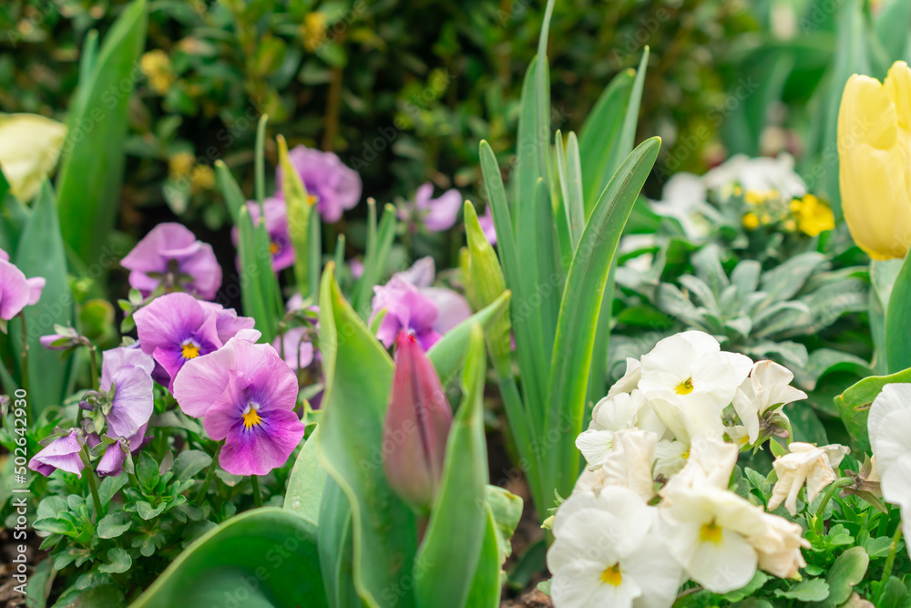 flowers in a flowerbed in the park flowers in a flowerbed in the park