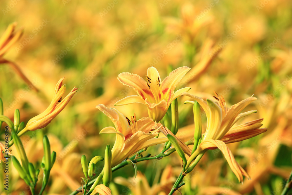 beautiful view of blooming Daylily(Hemerocallis fulva) flowers and buds,close-up of yellow flowers blooming in the garden beautiful view of blooming Daylily(Hemerocallis fulva) flowers and buds,close-up of yellow flowers blooming in the garden